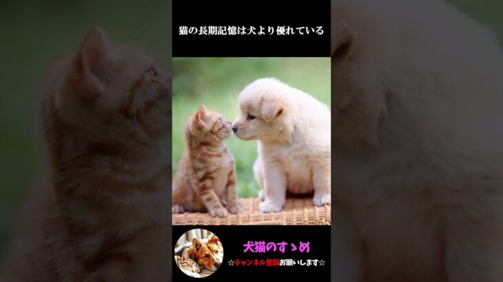 【猫を飼っている人は知ってる？】猫の常識的な雑学まとめpart2 #プチ知識  #ゆっくり解説  ＃しつけ #心理学 #猫のいる生活  #愛猫