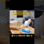 テーブルに上がらないようにしつけしているはずなんだけどな…#しつけとは#shorts #猫 #ぶいぶい#くう