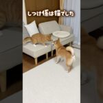「しつけ係は猫でした」暴れるぷくをりんが落ち着かせてくれました。#shorts #犬と猫 #柴犬