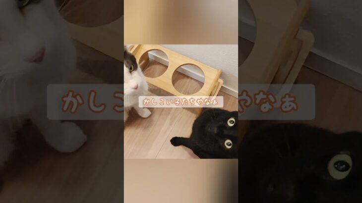ゴハンの時間#ねこのいる暮らし #くろねこ #サバトラ白 #三本脚 #しつけ