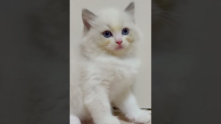 ラグドール 「ブールポイントバイカラー」とても賢く、しつけもしやすいので、初めて猫を飼う方にもおすすめ