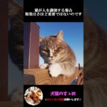 【猫は視覚じゃなくて匂いで飼い主を判別している！？】#猫 #プチ知識  #ゆっくり解説  ＃しつけ #心理学 #猫のいる生活  #愛猫