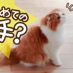 これって“お手”…？猫のがんばりが可愛すぎた
