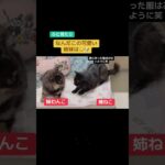 可愛い姉妹#いぬのいる生活 #チワワ #イヌ #可愛い #ポメラニアン #犬のしつけ #猫のいる暮らし #保護猫 #黒猫 #売れ残りわん