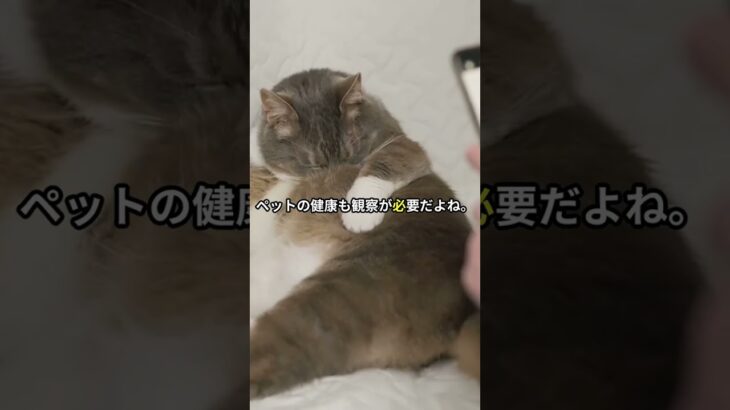 猫の実験好きは本能だった？健康チェックも観察から！